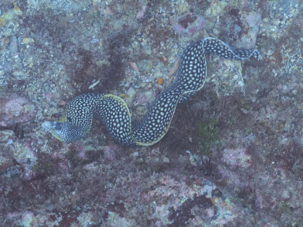 Snorkeling with Boat in Tarrafal