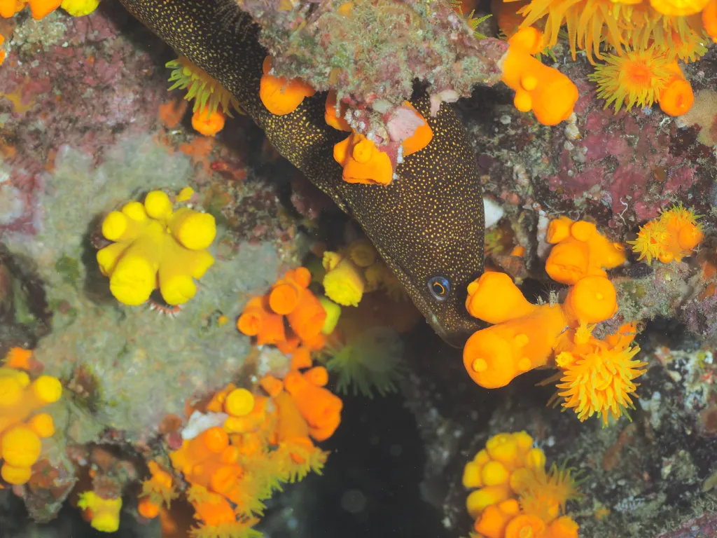 Snorkeling with Boat in Tarrafal