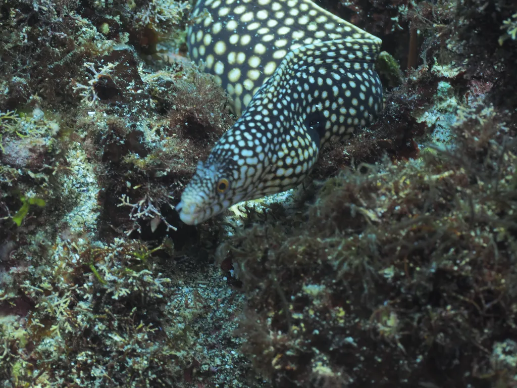 Snorkeling with Boat in Tarrafal