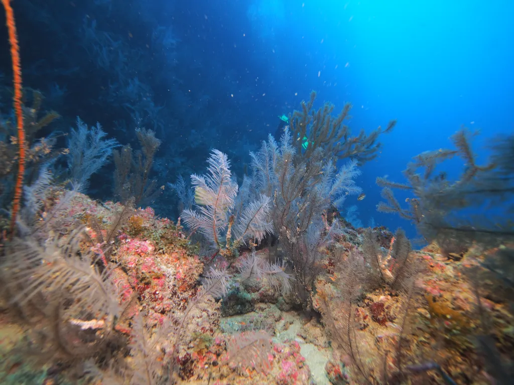 Snorkeling with Boat in Tarrafal