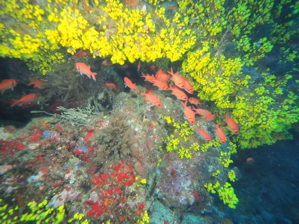 Snorkeling with Boat in Tarrafal