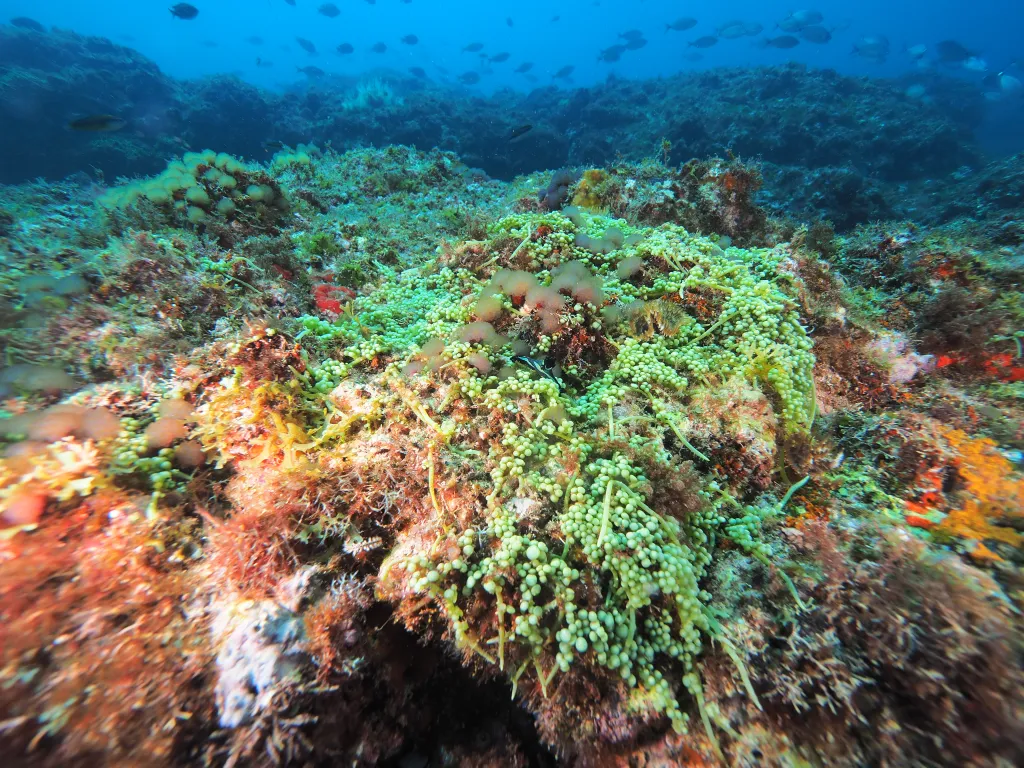 Snorkeling with Boat in Tarrafal