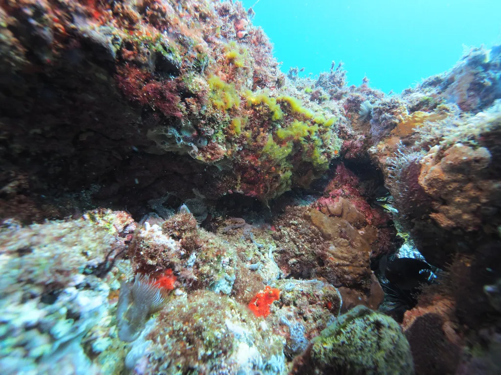 Snorkeling with Boat in Tarrafal