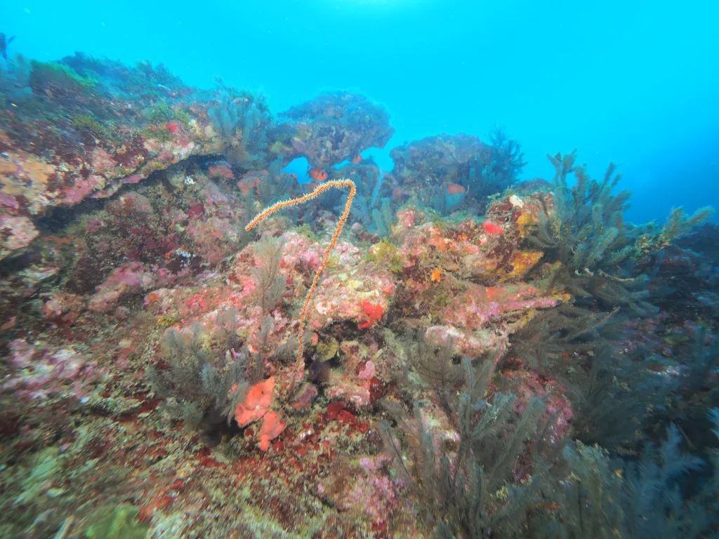 Snorkeling with Boat in Tarrafal