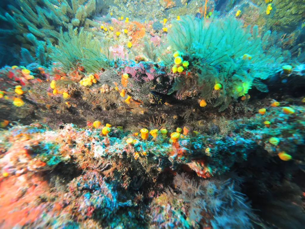 Snorkeling with Boat in Tarrafal
