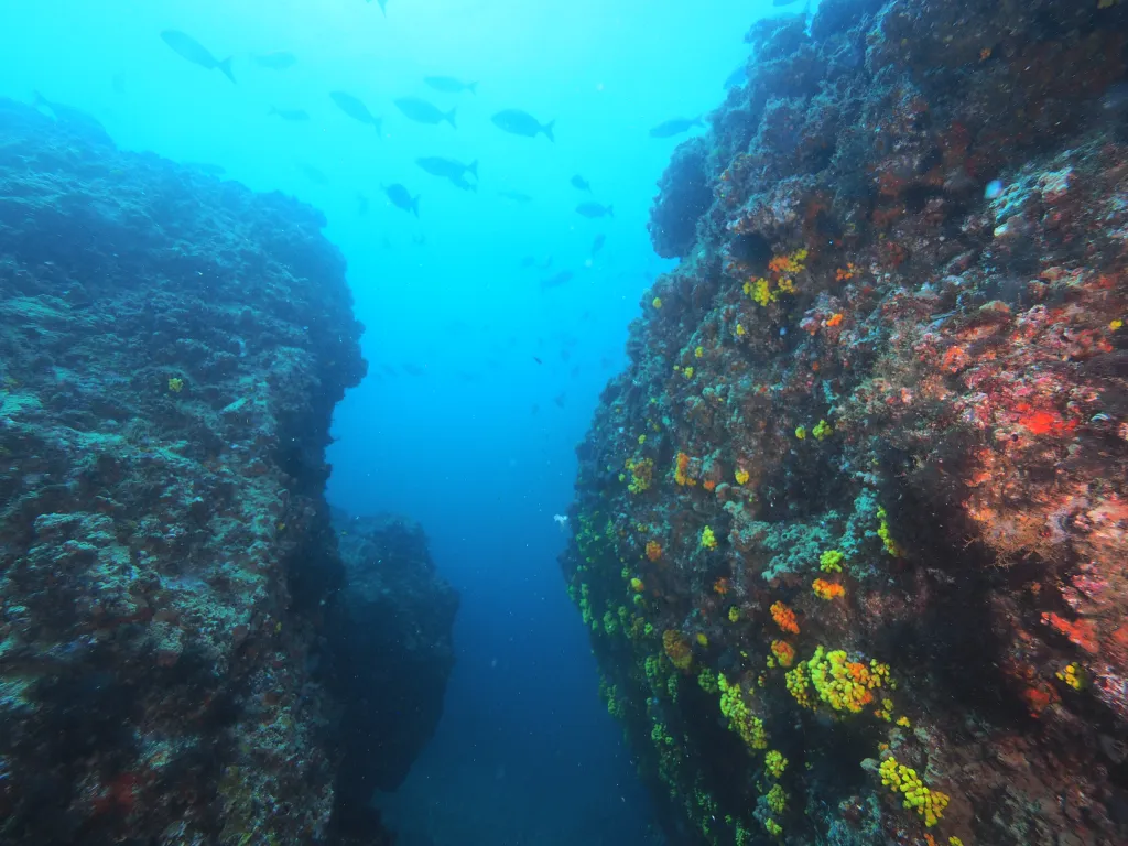 Snorkeling with Boat in Tarrafal