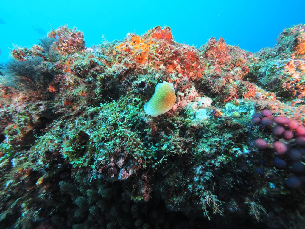 Snorkeling with Boat in Tarrafal