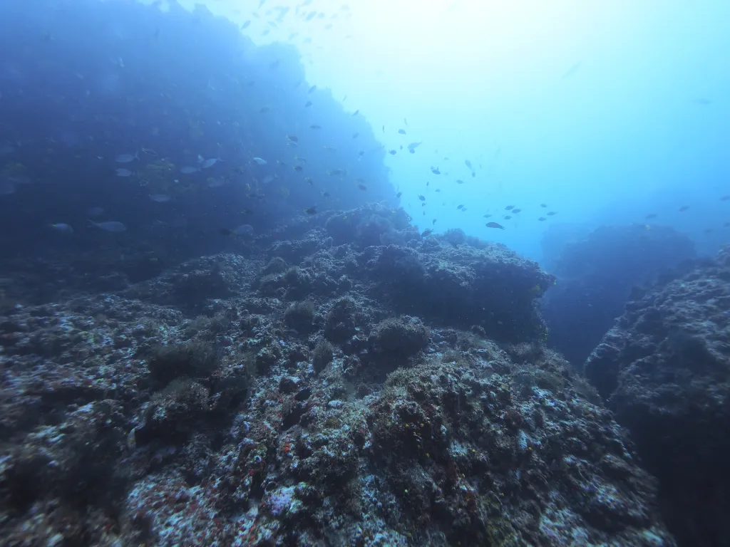 Snorkeling with Boat in Tarrafal