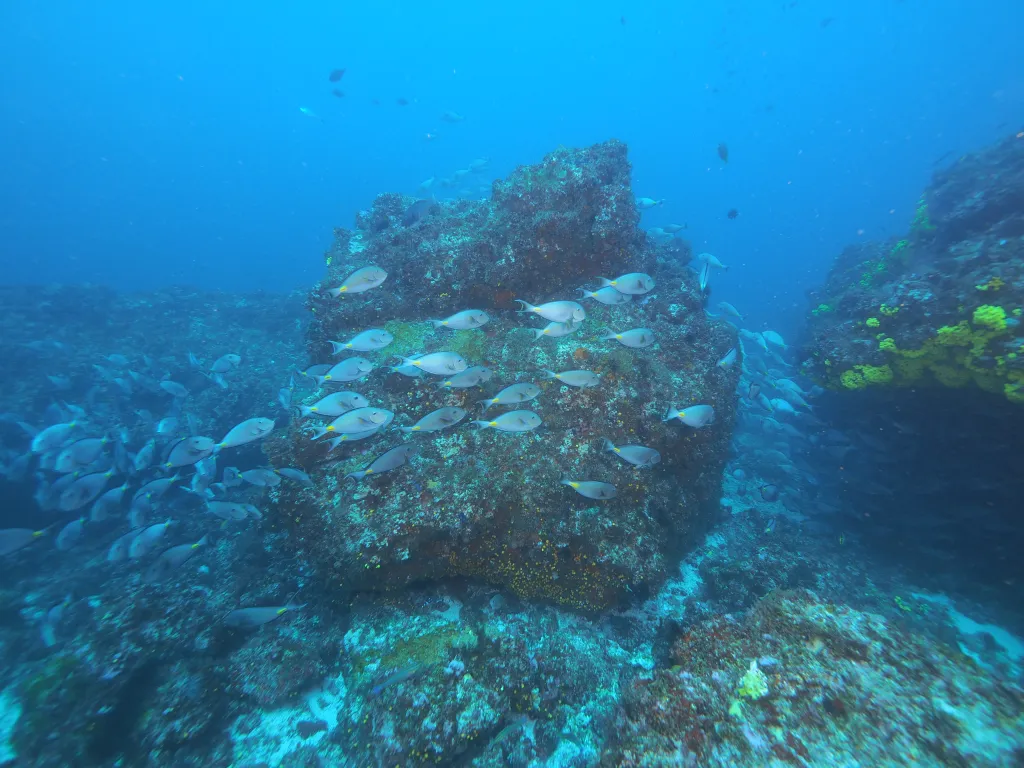 Snorkeling with Boat in Tarrafal