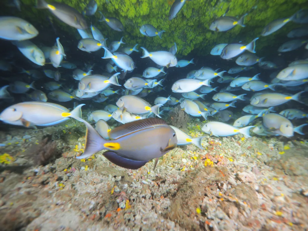Snorkeling with Boat in Tarrafal