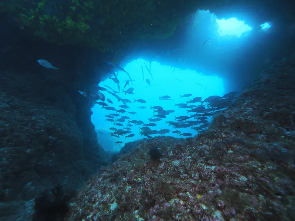 Snorkeling with Boat in Tarrafal
