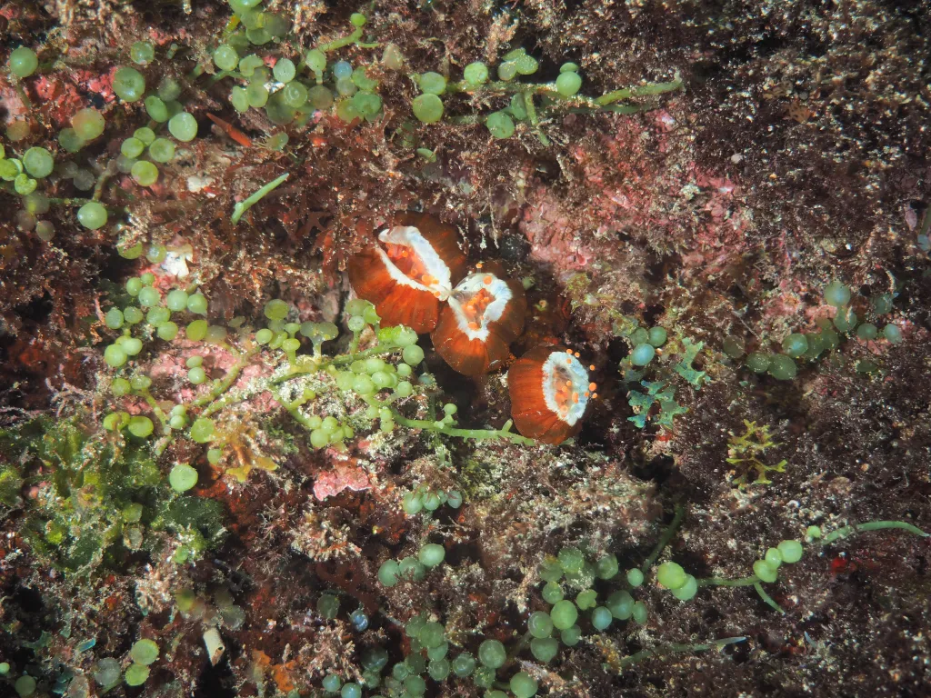 Snorkeling with Boat in Tarrafal