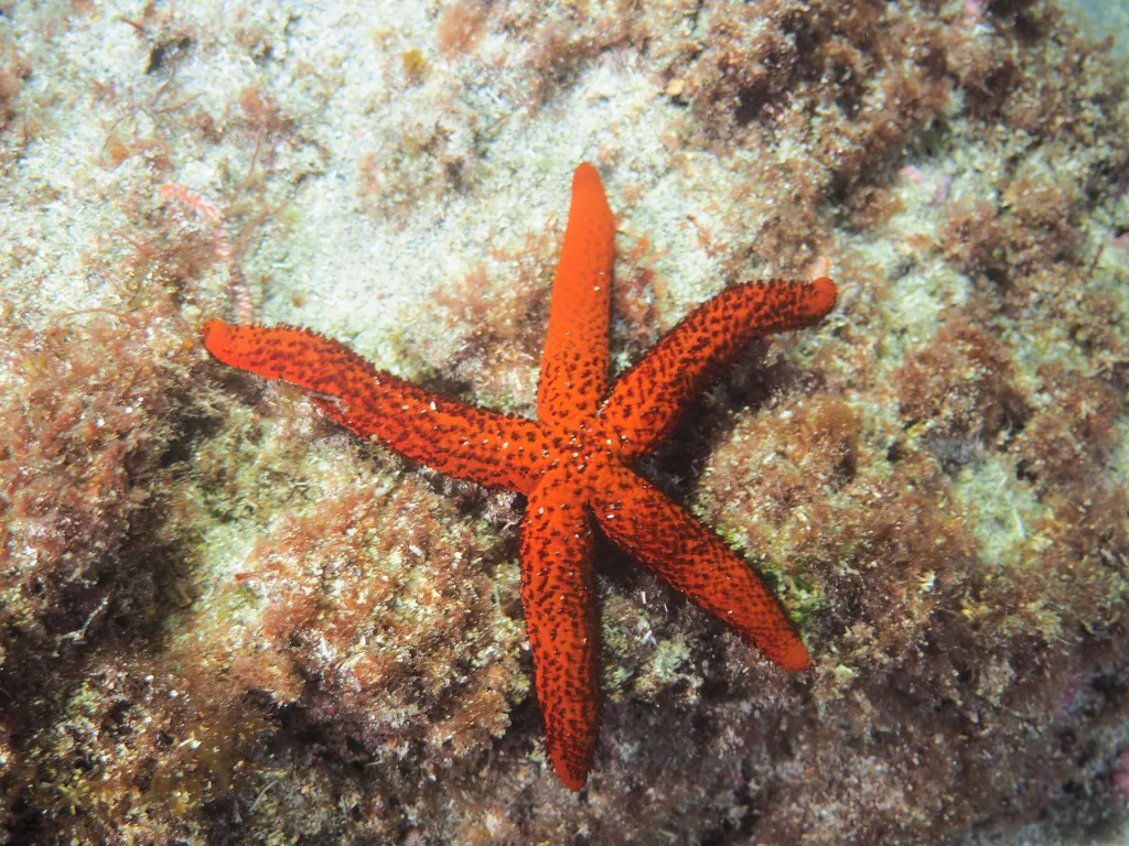 Snorkeling with Boat in Tarrafal