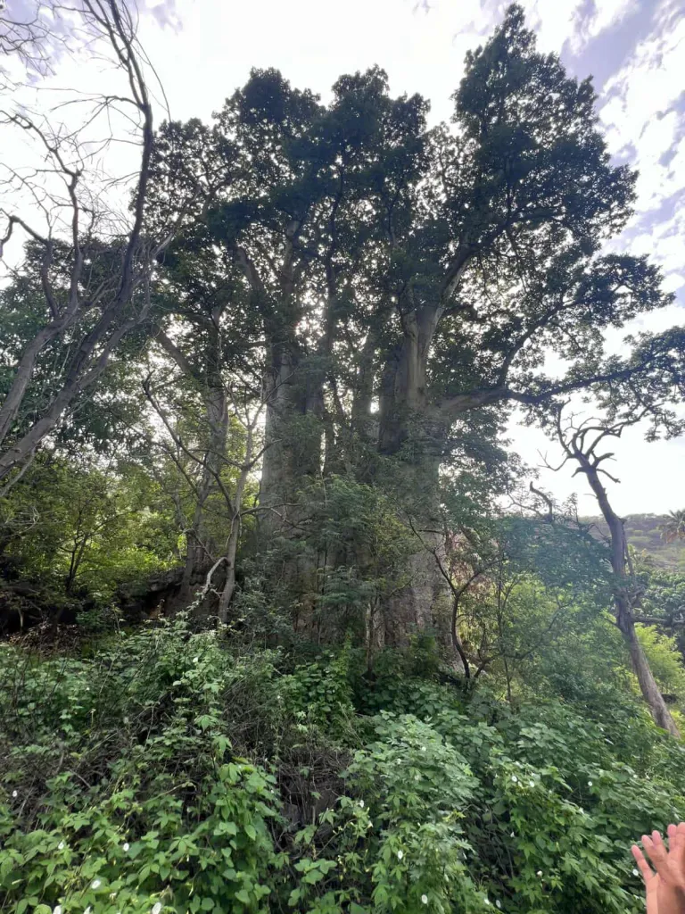 Hike Calabaceira Valley Trail + Tour Cidade Velha & Lunch