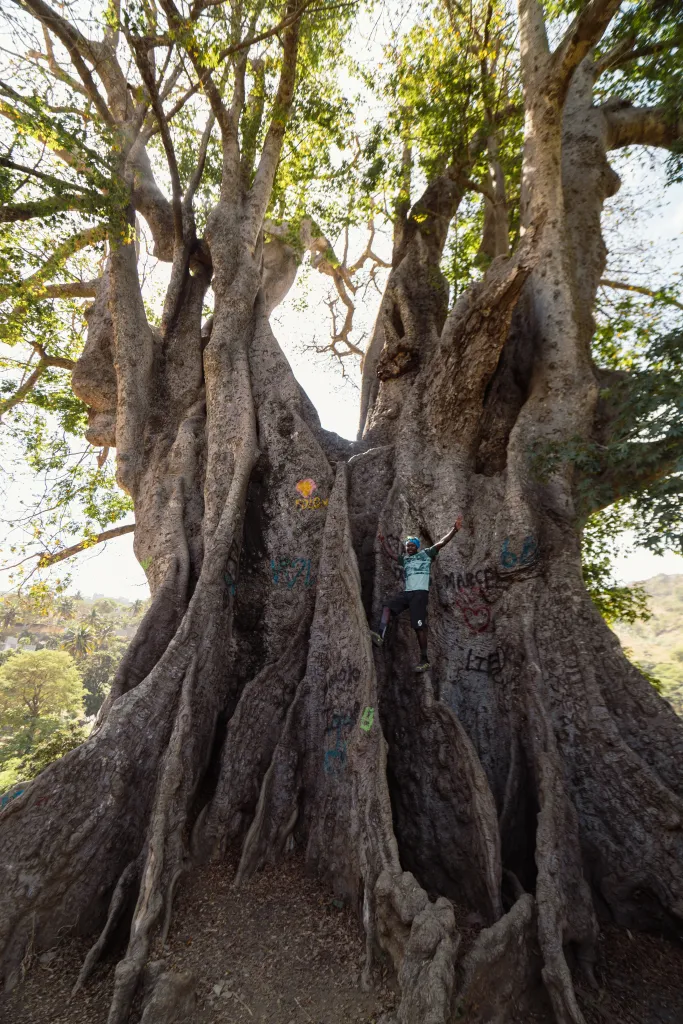 E-Bike Tour: Rabelados Community + Ancient Kapok Tree