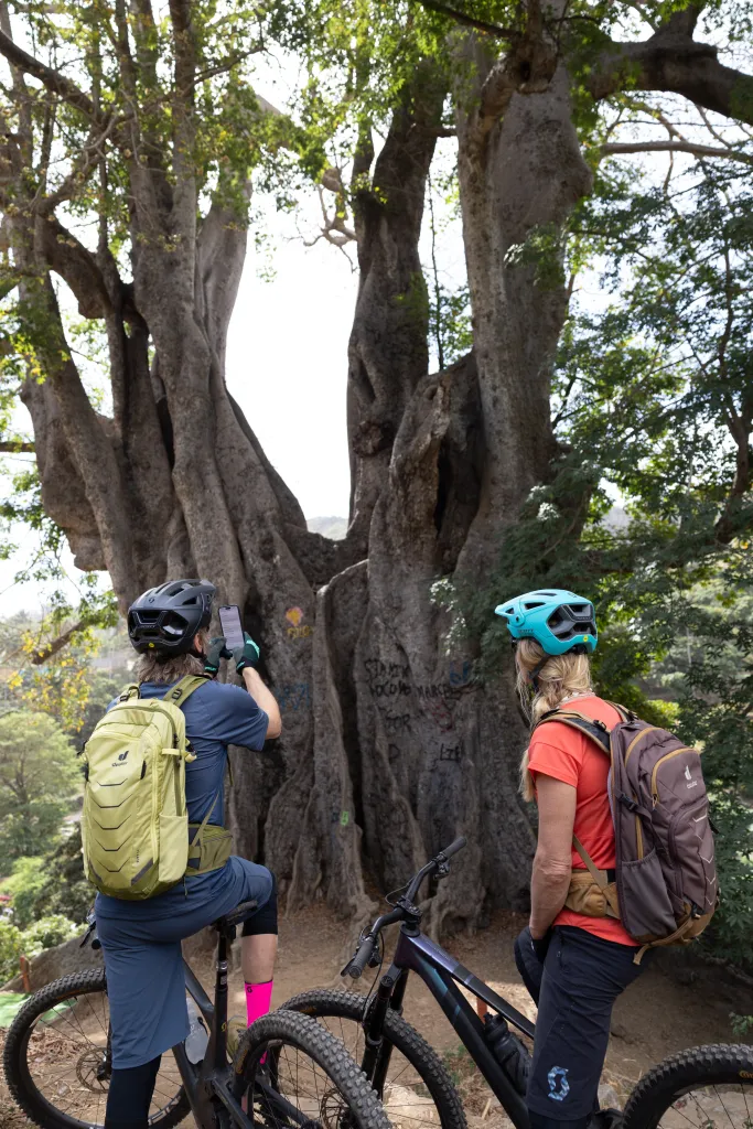 E-Bike Tour: Rabelados Community + Ancient Kapok Tree